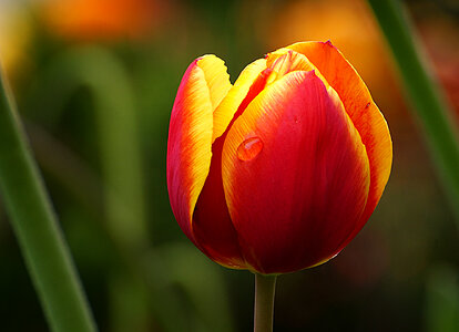 Tulip Flower Macro photo