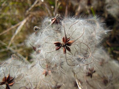 Seeds downy soft