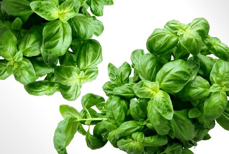 Mediterranean leaves plant