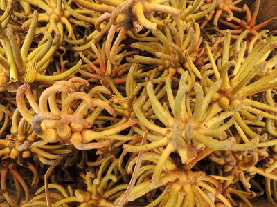 Yellow dried decoration