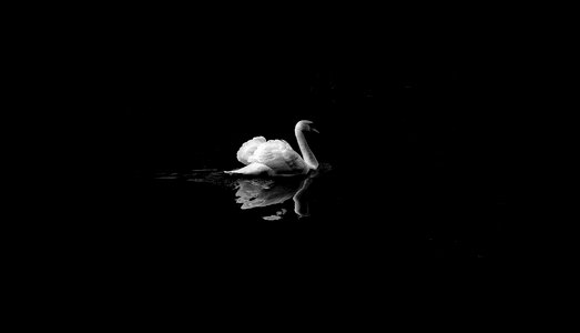 Lake Duck Swan photo