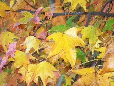 Yellow leaf fall photo