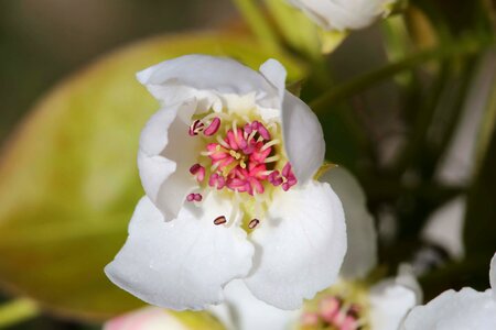 Bloom tree spring photo