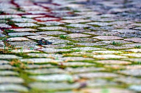 Brick flora grass