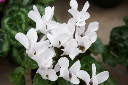White cyclamen flowers photo