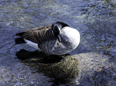 Canadian Goose Preening itself photo