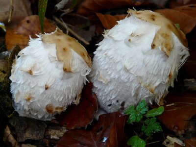 Asparagus mushroom porcelain comatus tintenpilz photo