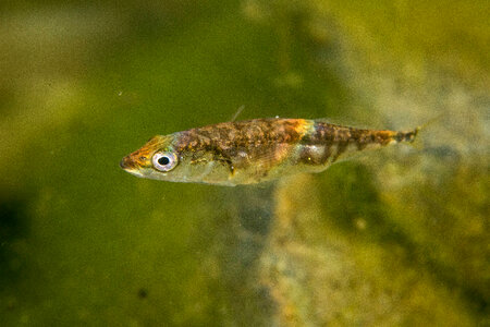 Threespine stickleback-5
