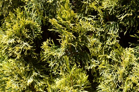 Green pine leaf photo