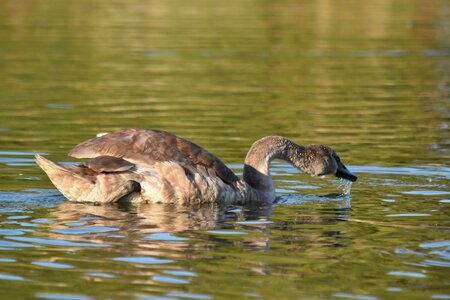 Movement sunshine swan