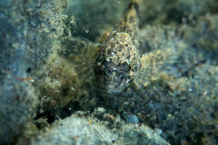 Slimy sculpin-1