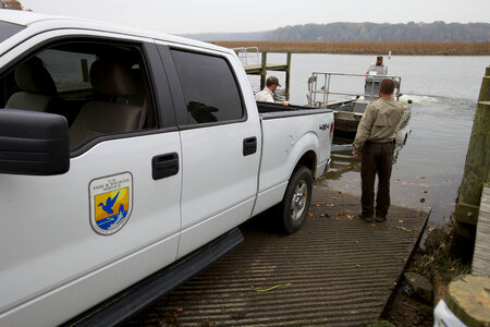 Electrofishing for Northern Snakehead-1