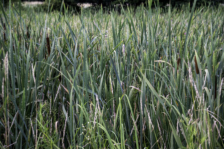 Blades of Marsh Grass on the Sugar River State Trail
