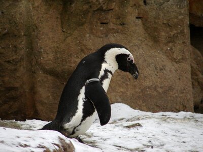 Animal antarctica penguins photo