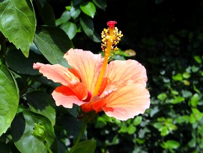 Rosa sinensis china rose flora photo