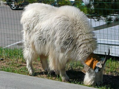 Livestock white domestic photo