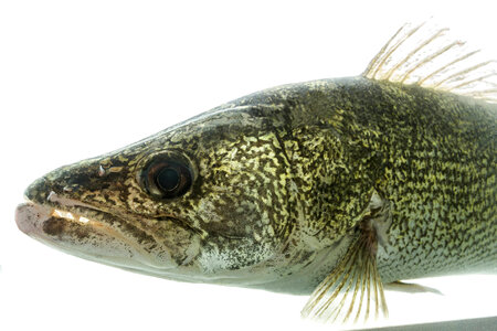 Walleye-1
