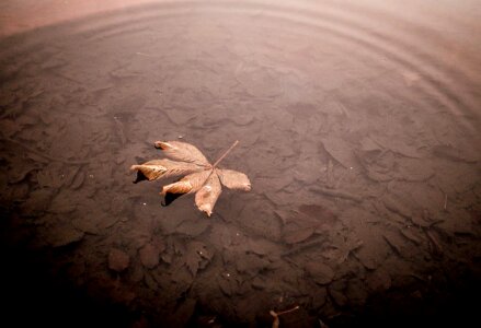 Leaf With Water Ripple Free Photo photo