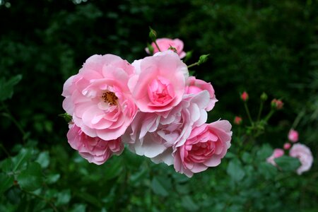 Rose garden nature photo