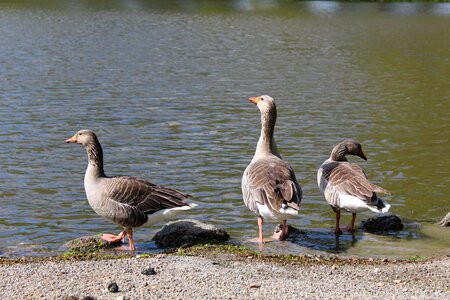 Bird animal geese photo