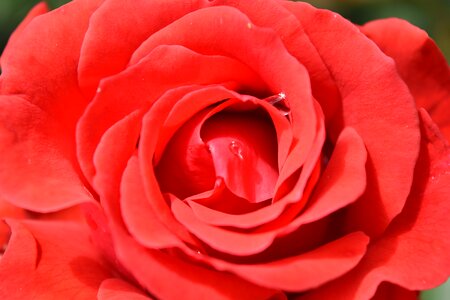 Dew horticulture petal