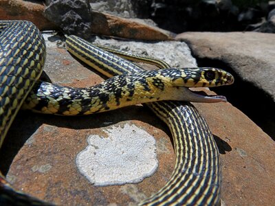 Head scales rocks