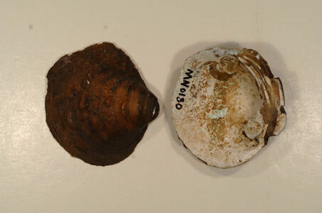 Amphinaias pustulosa-2