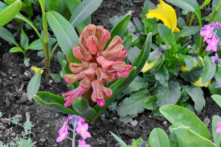 Spring hyacinth nature