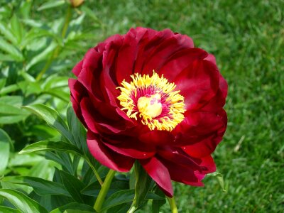 Peony flower red photo