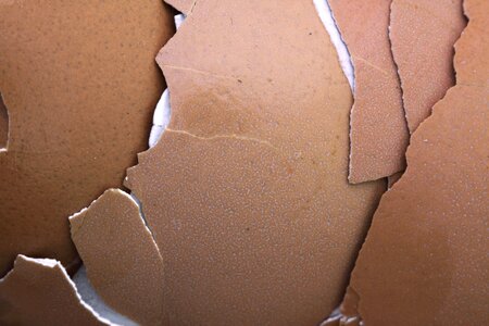 Chicken close-up crack