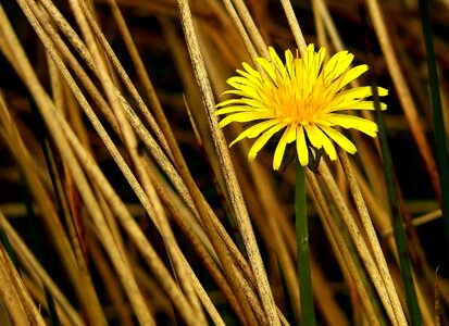 Beautiful Flowers blooming blossom