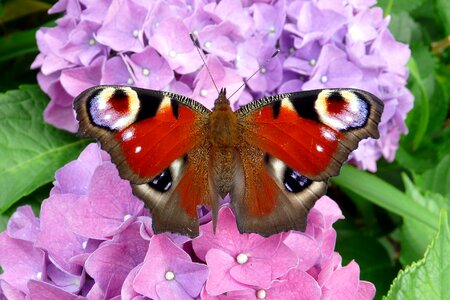 Summer nature blossom photo