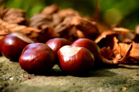 Autumn autumn season beautiful photo