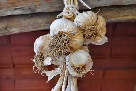 Root garlic vegetable
