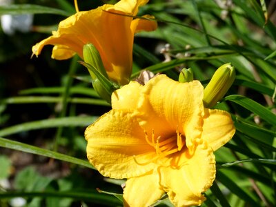 Nature floral blossom photo