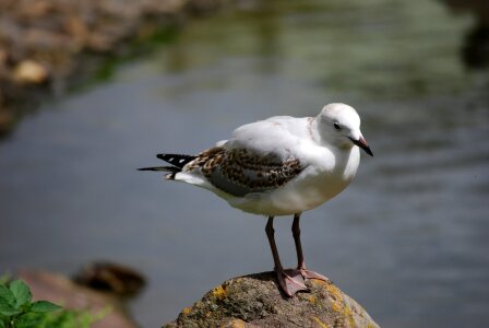 Wildlife gull wild photo