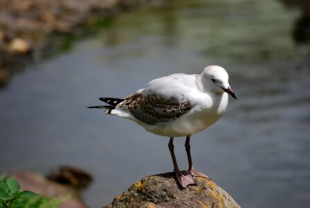 Wildlife gull wild