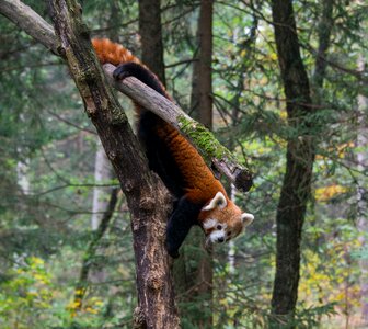 Wild nature mammal