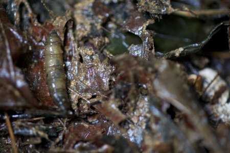 Aquatic invertebrate -1