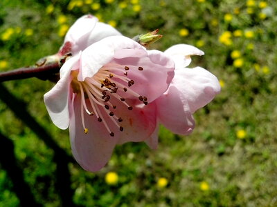 Beautiful Photo blossoming fruit