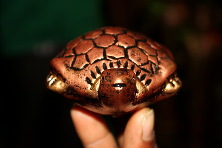 Metallic Tortoise On Two Fingers Feng Shui photo