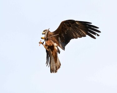 Animal avian beak photo