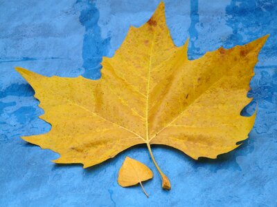 Fall foliage maple leaf yellow photo