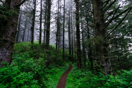 Abies conifer dirt road