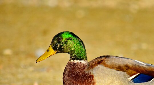 Beak close-up colorful photo