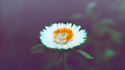 Blossom vintage nature