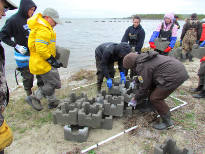 Refuge staff and volunteers and The Nature Conservancy volunteers learn how to build oyster castles