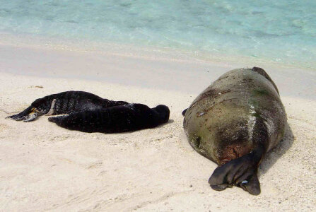 Hawaiian monk seal with newly born twins photo