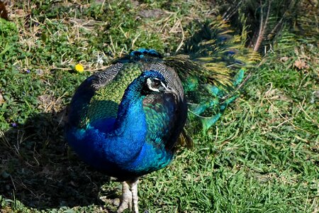 Colourful portrait feather photo