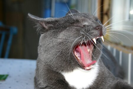 Yawning yawn animal photo